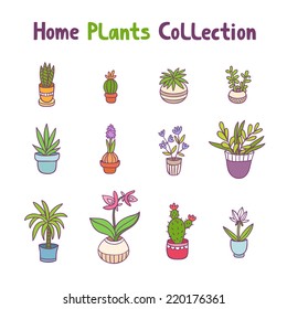Collection of 12 home plants