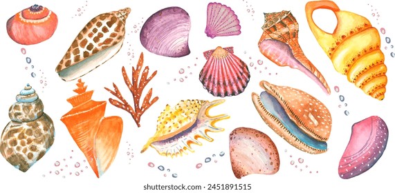 Collection of 16 elements of seashells. You can fold a pattern, a postcard, or add it to an illustration yourself.