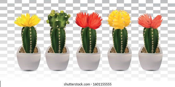 Collection 3d realistic cactus with yellow, red, pink flower. Decorative cactuses on transparent background. Beautiful icon cactus. Vector illustration.