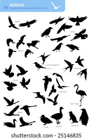 collection of 40 silhouettes of different birds