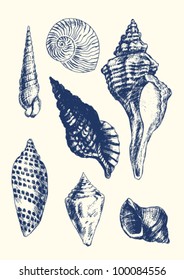 Collection of 7 hand- drawn seashells