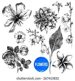 collection of 7  highly detailed hand drawn flowers