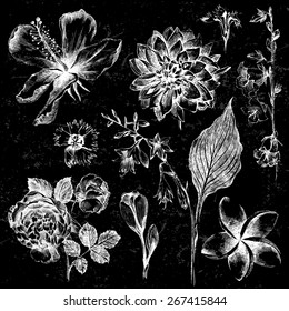 collection of 7  highly detailed hand drawn flowers on black background