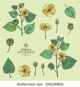 Collection of abutilon indicum: abutilon indicum plant, leaves and atibala flowers. Atibala. Cosmetic, perfumery and medical plant. Vector hand drawn illustration