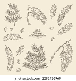 Collection of acacia concinna: shikakai plant, leaves and acacia concinna bean. Shikakai. Cosmetic, perfumery and medical plant. Vector hand drawn illustration