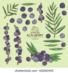 Collection of acai: berries and plant. Superfood. Hand drawn