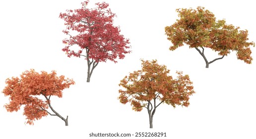 Collection of Acer plants on transparent background