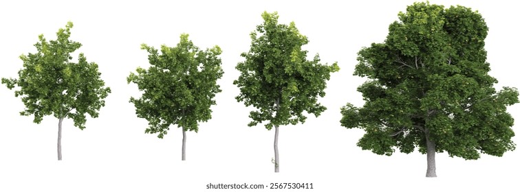 Collection of Acer plants on transparent background