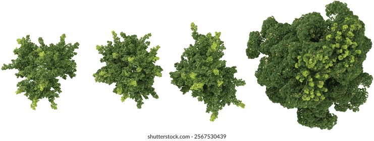 Collection of Acer plants on transparent background from the top view