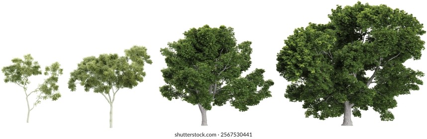 Collection of Acer,Corymbia plants on transparent background