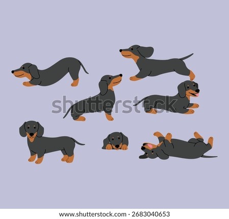 collection of adorable dachshund character, set of black and tan dachshund dog flat design, playful small dog breed, friendly dachshund pet cartoon 