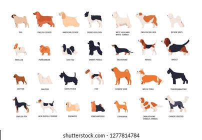 Collection of adorable dogs of various breeds isolated on white background. Bundle of cute funny purebred pets or domestic animals. Side view. Colorful vector illustration in flat cartoon style.