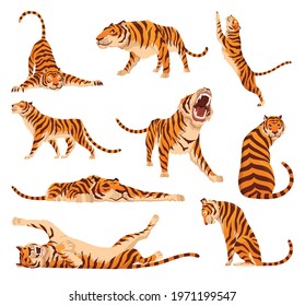Collection of adult big tigers. Animals from wildlife. Big cats. Predatory mammals. Painted cartoon animals design. Flat vector illustration isolated on white background