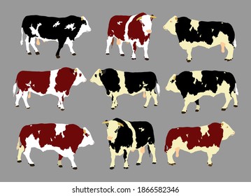 Collection of adult bull vector illustration isolated on background. Simmentaler Fleckvieh. Simmental cow. Holstein Friesian breeding bull.  quality genetic material for insemination.