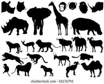 collection of African animals