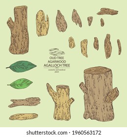 Collection of agar wood: oud tree, leaves and pice of agar wood. Agalloch tree. Perfumery, cosmetics and medical plant. Vector hand drawn illustration