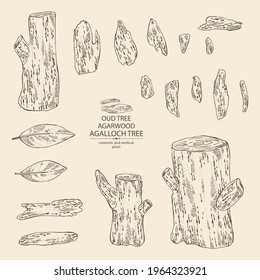 Collection of agar wood: oud tree, leaves and pice of agar wood. Agalloch tree. Perfumery, cosmetics and medical plant. Vector hand drawn illustration