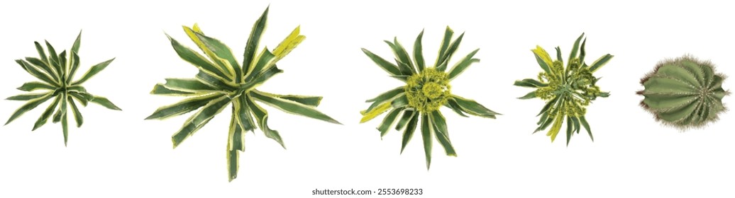 Collection of Agave,Carnegiea plants on transparent background from the top view