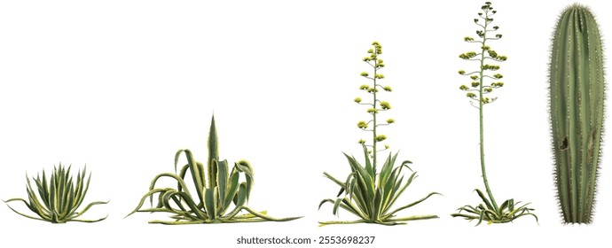 Collection of Agave,Carnegiea plants on transparent background