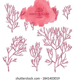 Collection of ahnfeltia plicata: ahnfeltia plicata seaweed, sea kale.  Red algae. Agar agar. Edible seaweed. Vector hand drawn 