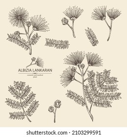 Colección de albizia lankaran: planta, hojas y flores albizia lankaran. Albizia julibrissin. Cosmética, perfumería y planta médica. Ilustración dibujada a mano por el vector