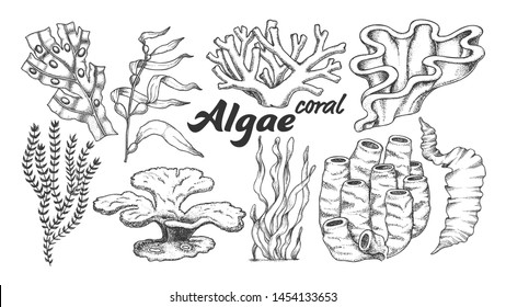 Collection Algae Seaweed Coral Set Vintage Vector. Different Algae Underwater Species, Marine Creatures, Sea Or Ocean Flora And Fauna Concept. Designed Template Monochrome Illustrations