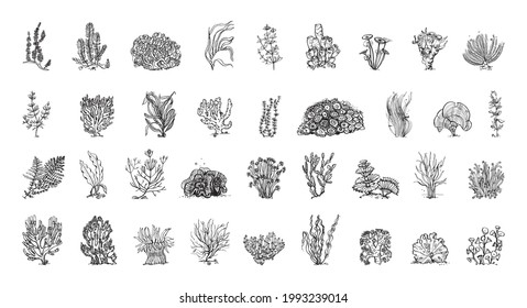 Collection of algae in sketch style. Hand drawings in art ink style. Black and white graphics.