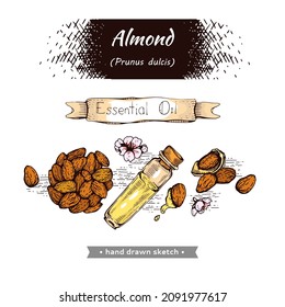 Collection of almond and essential oil. Hand-drawn, vector botanical illustration