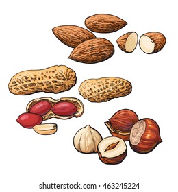 Collection of almond, hazelnut and peanut heaps vector illustration isolated on white background. Set of fresh and ripe nuts in shell and open