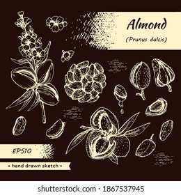 Colección de almendras de nueces y una rama de almendras con nueces, frutas, flores.