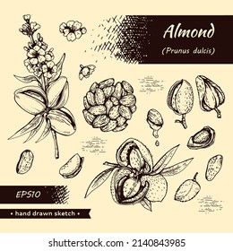 Colección de almendras de nueces y una rama de almendras con nueces, frutas, flores. Esbozos detallados dibujados a mano, ilustración botánica vectorial.