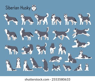 A collection of almost all Siberian Husky dog movements.. Handsome wolfdog flat design style illustration.