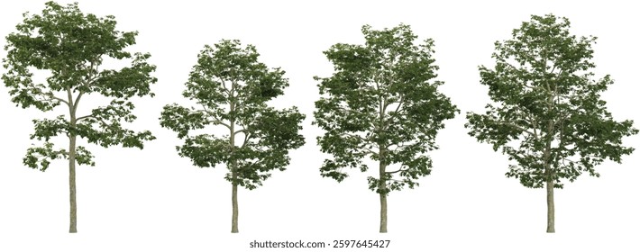 Collection of Alns trees on transparent background