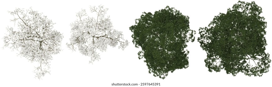 Collection of Alns,Yulania trees on transparent background from the top view