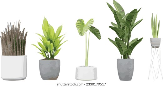 Collection of Alocasia odora,Banana leaf,Dracaena trifasciata,Aspidistra elatior on isolated transparent background