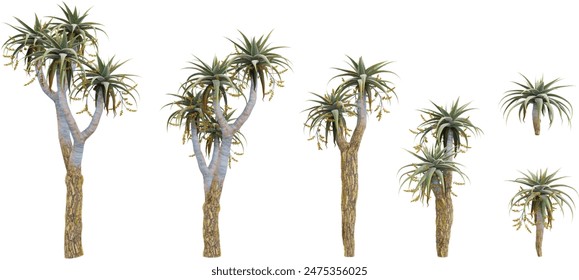 collection of Aloe pillansii trees beautiful isolated on white background