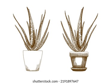 Kollektion Aloe Vera Linearzeichnung