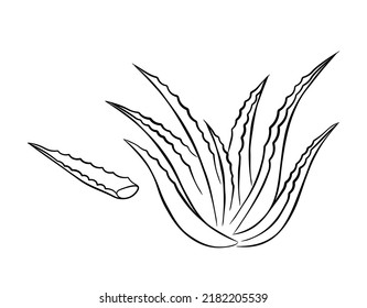 Collection of aloe vera medicinal plant and succulent stem cut. Hand drawn plant in sketch style. Isolated vector illustration.