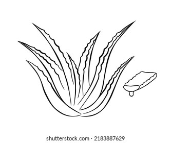 Collection of aloe vera medicinal plant and succulent stem cut. Hand drawn plant in sketch style. Isolated vector illustration.