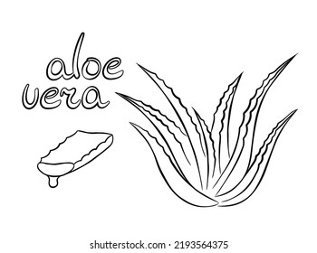Collection of aloe vera medicinal plant and succulent stem cut. Hand drawn plant in sketch style. Isolated vector illustration.