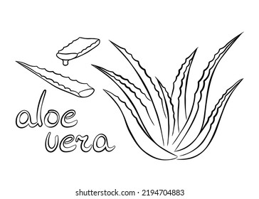 Collection of aloe vera medicinal plant and succulent stem cut. Hand drawn plant in sketch style. Isolated vector illustration.