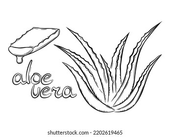 Collection of aloe vera medicinal plant and succulent stem cut. Hand drawn plant in sketch style. Isolated vector illustration.	