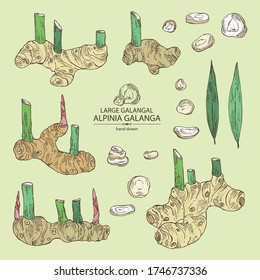 Collection of alpinia galanga: large galangal root and leaves. Vector hand drawn illustration.