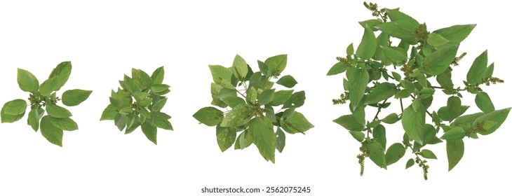 Collection of Amaranthus plants on transparent background from the top view