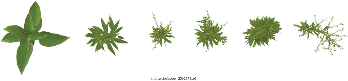 Collection of Amaranthus,Aster plants on transparent background from the top view