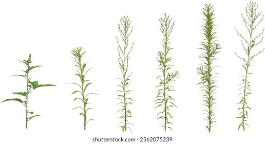 Collection of Amaranthus,Aster plants on transparent background