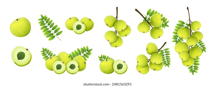 Colección de amla berries. Amla o grosella espinosa india. Rama de fruta Amla con hojas, rebanadas. Ilustración vectorial.