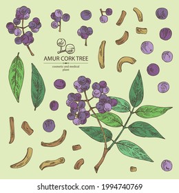 Collection of amur cork tree: amur cork berries, plant and amur cork tree bark. Phellodendron amurense. Cosmetic and medical plant. Vector hand drawn illustration svg