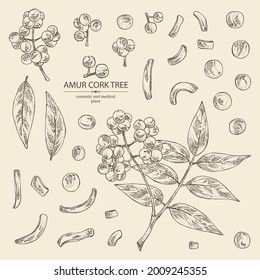 Collection of amur cork tree: amur cork berries, plant and amur cork tree bark. Phellodendron amurense. Cosmetic and medical plant. Vector hand drawn illustration svg