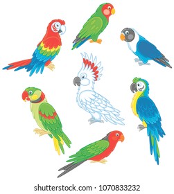 Collection of amusing and colorful tropical parrots, vector illustrations in a cartoon style